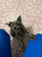 Coco Puff, a female Shorkie for sale in Dacula, GA – 3 of 3