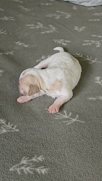 Colby, a male Miniature Goldendoodle for sale in Crawfordsville, IA – 4 of 4