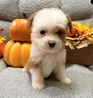 Sugar, a female Miniature Aussiedoodle for sale in Crawfordsville, IA – 2 of 3