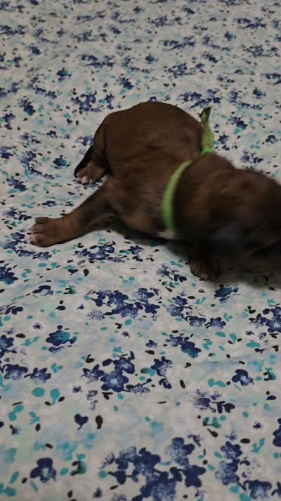 Java, a male Miniature Goldendoodle for sale in Crawfordsville, IA – 2 of 2