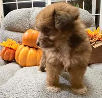 Candy, a female Miniature Aussiedoodle for sale in Crawfordsville, IA – 3 of 3