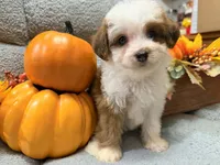 Pumpkin, a female Miniature Aussiedoodle for sale in Crawfordsville, IA – 2 of 3