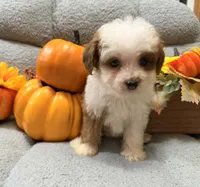 Pumpkin, a female Miniature Aussiedoodle for sale in Crawfordsville, IA – 3 of 3