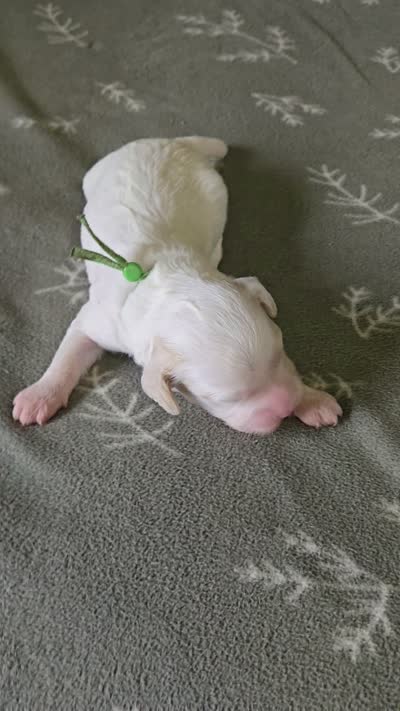 Romano, a male Miniature Goldendoodle for sale in Crawfordsville, IA – 4 of 4