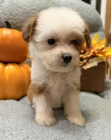 Sugar, a female Miniature Aussiedoodle for sale in Crawfordsville, IA – 3 of 3