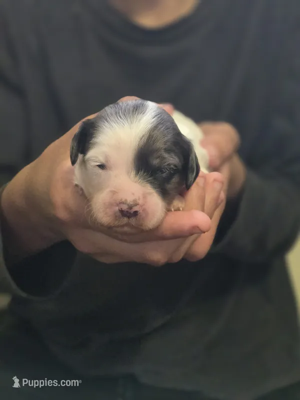 Feta – Miniature Goldendoodle puppy for sale in Crawfordsville, IA