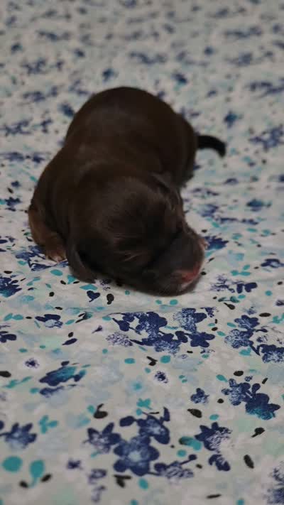 Cocoa, a male Miniature Goldendoodle for sale in Crawfordsville, IA – 2 of 2