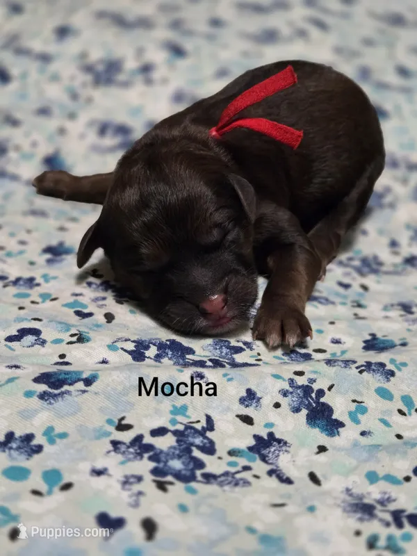 Mocha – Miniature Goldendoodle puppy for sale in Crawfordsville, IA