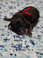 Mocha, a male Miniature Goldendoodle for sale in Crawfordsville, IA – 1 of 2