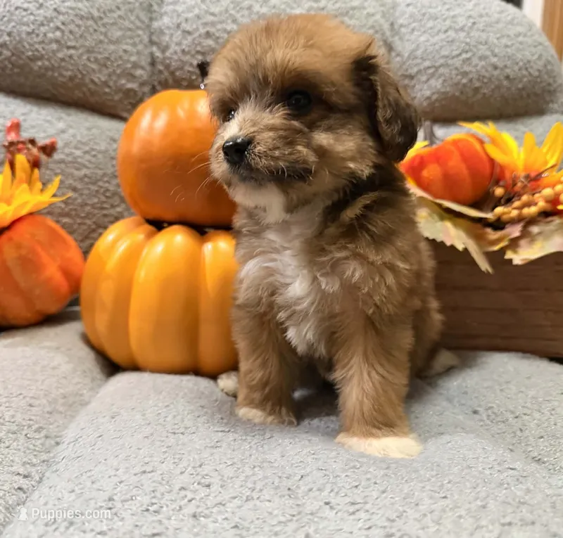Candy – Miniature Aussiedoodle puppy for sale in Crawfordsville, IA