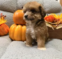 Candy, a female Miniature Aussiedoodle for sale in Crawfordsville, IA – 1 of 3