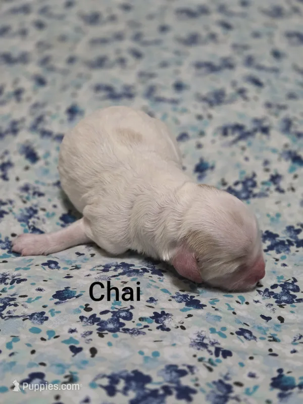 Chai – Miniature Goldendoodle puppy for sale in Crawfordsville, IA