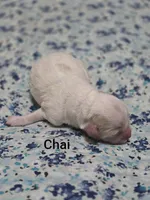 Chai, a male Miniature Goldendoodle for sale in Crawfordsville, IA – 1 of 3