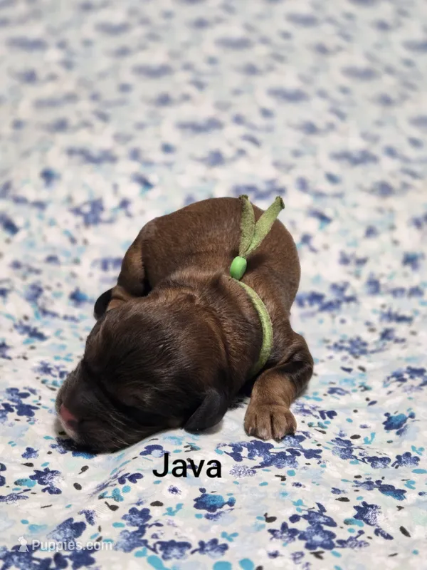 Java – Miniature Goldendoodle puppy for sale in Crawfordsville, IA