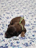 Java, a male Miniature Goldendoodle for sale in Crawfordsville, IA – 1 of 2