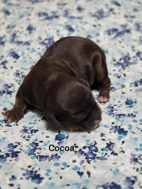 Cocoa – Miniature Goldendoodle puppy for sale in Crawfordsville, IA