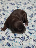 Cocoa, a male Miniature Goldendoodle for sale in Crawfordsville, IA – 1 of 2