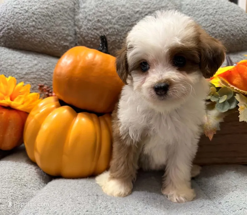 Pumpkin – Miniature Aussiedoodle puppy for sale in Crawfordsville, IA