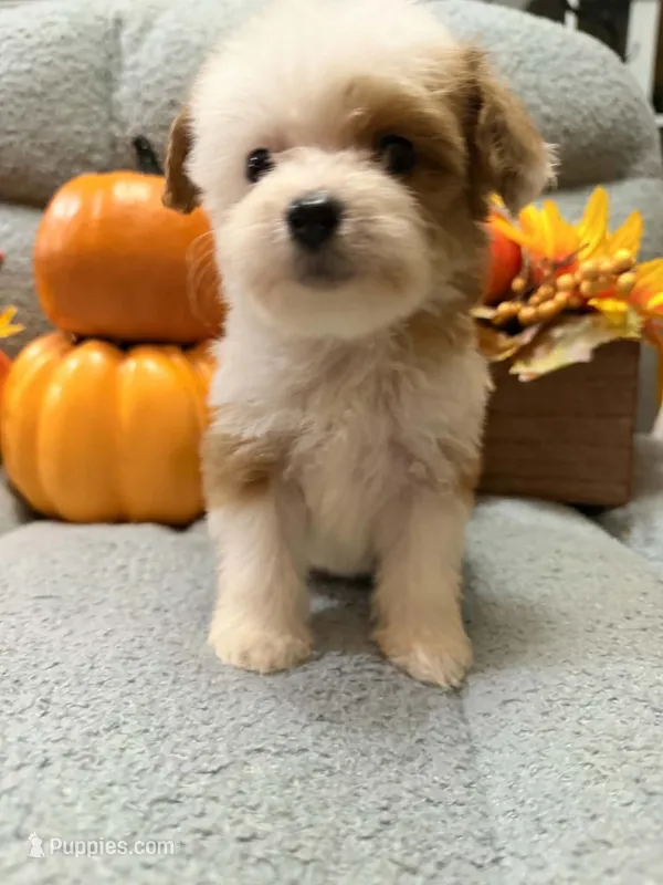Sugar – Miniature Aussiedoodle puppy for sale in Crawfordsville, IA
