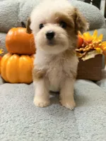 Sugar, a female Miniature Aussiedoodle for sale in Crawfordsville, IA – 1 of 3