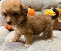 Candy, a female Miniature Aussiedoodle for sale in Crawfordsville, IA – 2 of 3