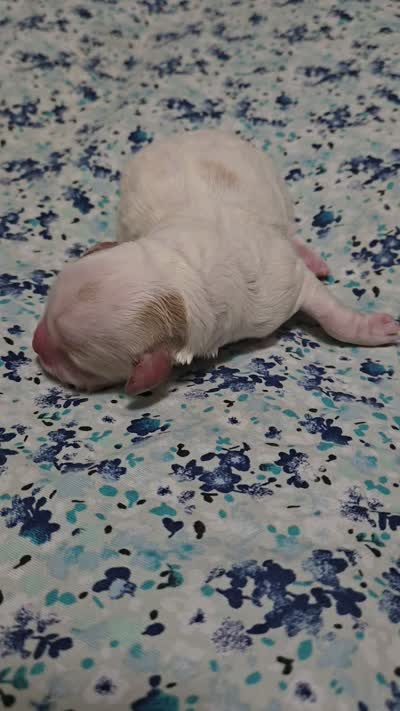 Chai, a male Miniature Goldendoodle for sale in Crawfordsville, IA – 3 of 3