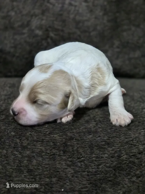 Colby – Miniature Goldendoodle puppy for sale in Crawfordsville, IA