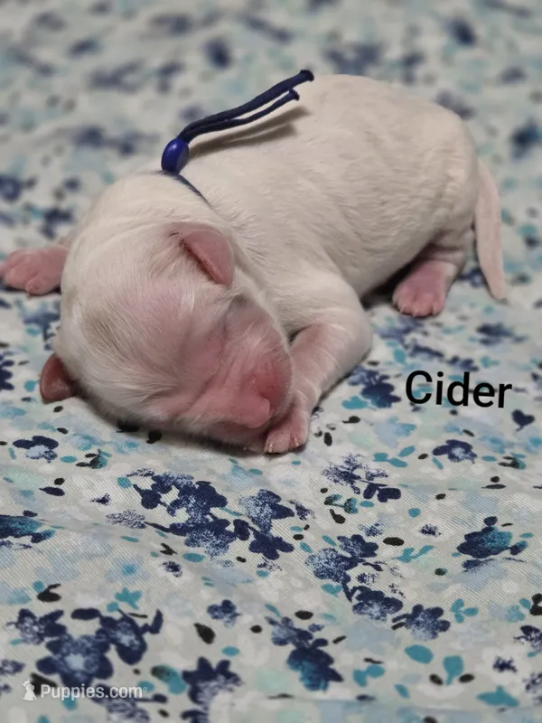 Cider – Miniature Goldendoodle puppy for sale in Crawfordsville, IA