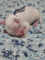 Cider, a male Miniature Goldendoodle for sale in Crawfordsville, IA – 1 of 3