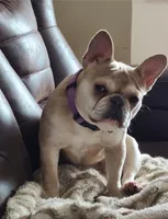 AKC Baby, a female French Bulldog for sale in Chippewa Falls, WI – 6 of 7