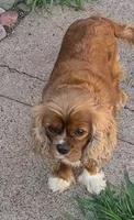 AKC Penny, a female Cavalier King Charles Spaniel for sale in Chippewa Falls, WI – 2 of 6