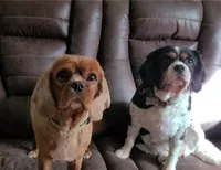 AKC Penny, a female Cavalier King Charles Spaniel for sale in Chippewa Falls, WI – 3 of 6