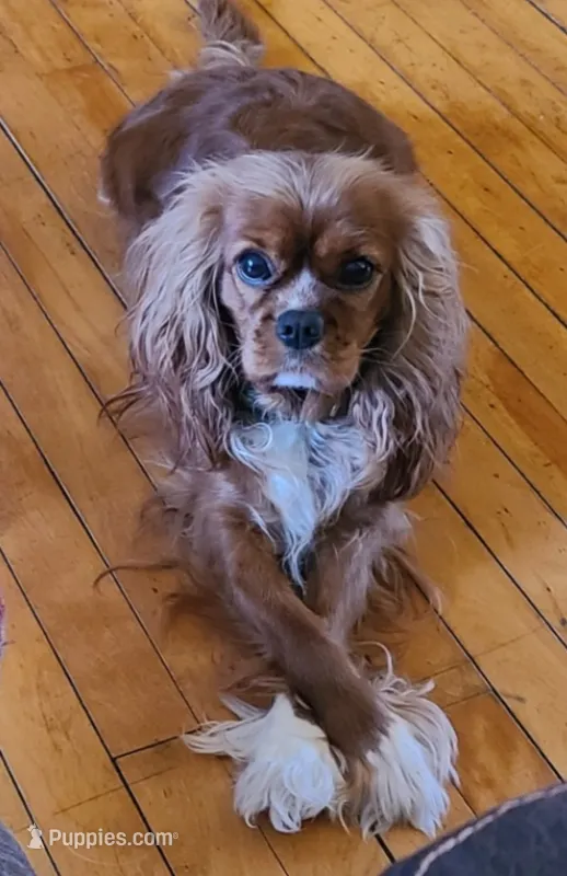 AKC Penny – Cavalier King Charles Spaniel puppy for sale in Chippewa Falls, WI