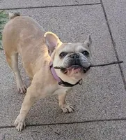 AKC Baby, a female French Bulldog for sale in Chippewa Falls, WI – 2 of 7