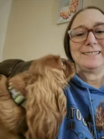 AKC Penny, a female Cavalier King Charles Spaniel for sale in Chippewa Falls, WI – 4 of 6