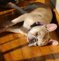 AKC Baby, a female French Bulldog for sale in Chippewa Falls, WI – 7 of 7