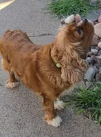 AKC Penny, a female Cavalier King Charles Spaniel for sale in Chippewa Falls, WI – 5 of 6