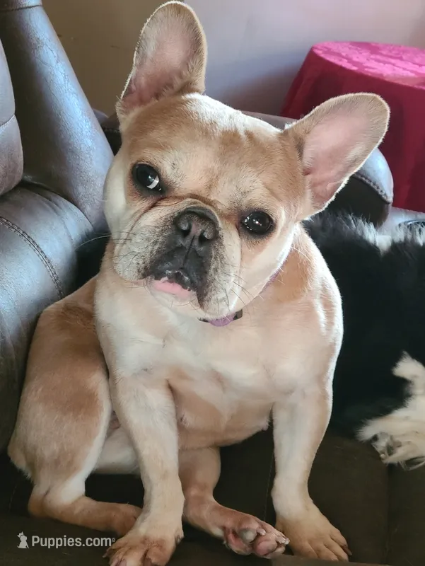 AKC Baby – French Bulldog puppy for sale in Chippewa Falls, WI