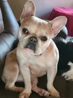 AKC Baby, a female French Bulldog for sale in Chippewa Falls, WI – 1 of 7