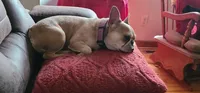 AKC Baby, a female French Bulldog for sale in Chippewa Falls, WI – 4 of 7