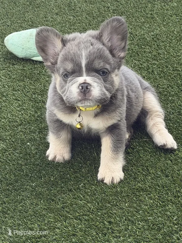 Yellow – French Bulldog puppy for sale in Palm Coast, FL