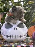 Green, a male French Bulldog for sale in Palm Coast, FL – 2 of 7