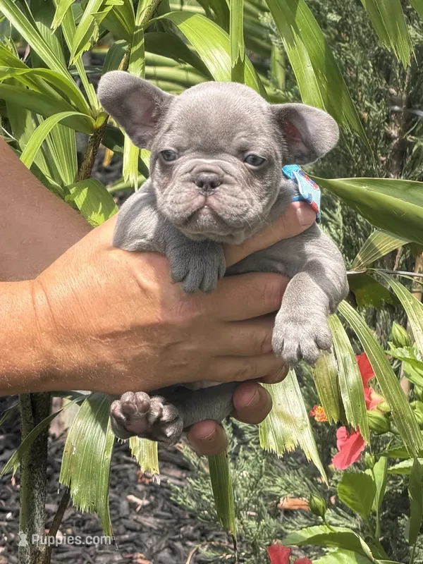 Roman  – French Bulldog puppy for sale in Palm Coast, FL