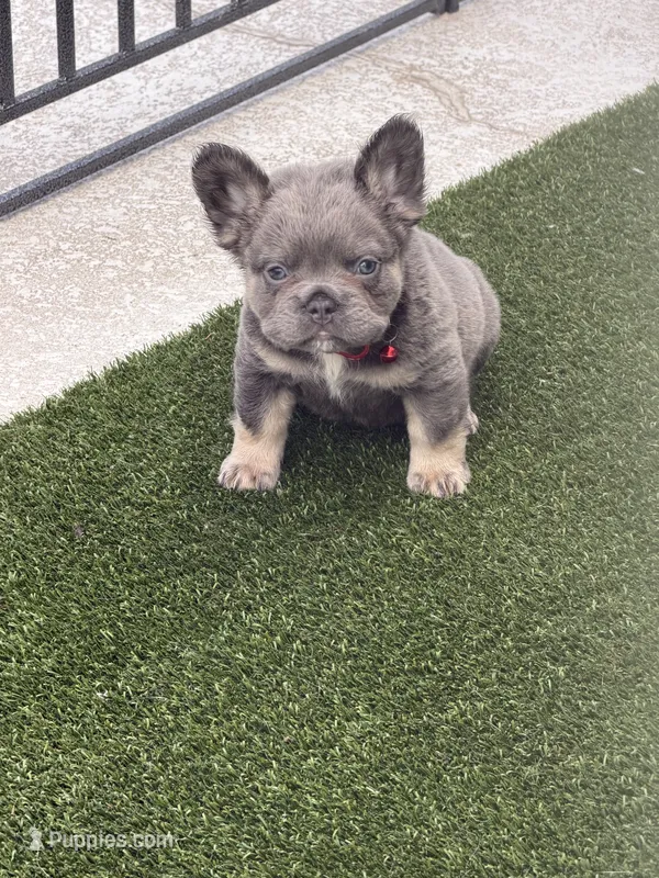 Red – French Bulldog puppy for sale in Palm Coast, FL