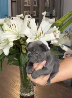 Roman, a  French Bulldog for sale in Houston, TX – 7 of 10