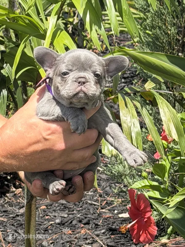 Roxy – French Bulldog puppy for sale in Palm Coast, FL