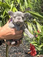 Roxy, a female French Bulldog for sale in Palm Coast, FL – 1 of 7