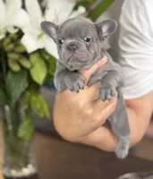 Roxy, a female French Bulldog for sale in Palm Coast, FL – 5 of 8