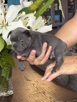 Roman, a  French Bulldog for sale in Houston, TX – 3 of 10