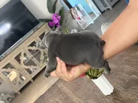 Raya, a female French Bulldog for sale in Palm Coast, FL – 3 of 6